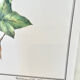 Botanical plate – Ivy – Louis Pariente, 1986