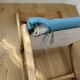 Lot of 6 Baumann sled chairs