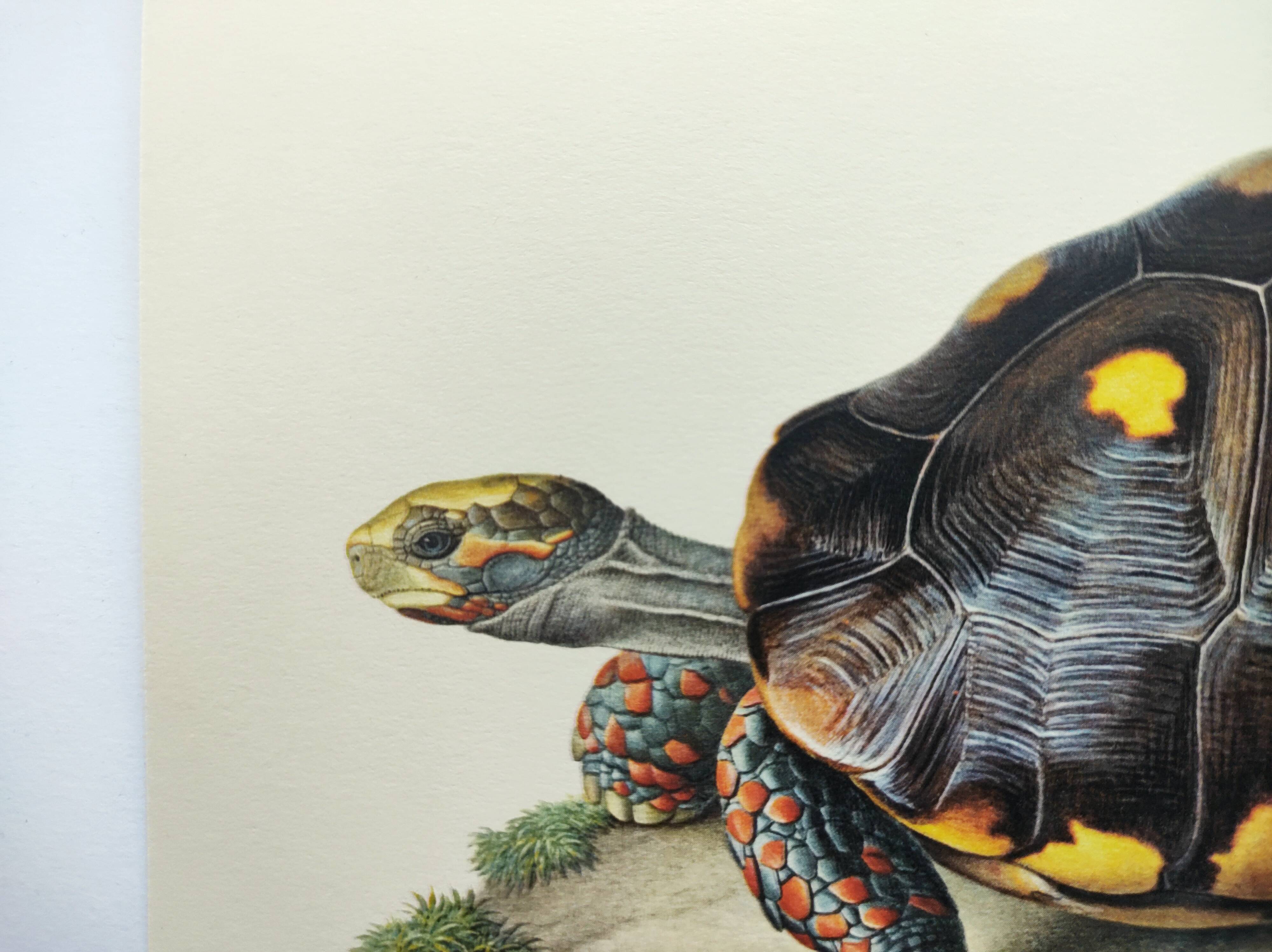Old board - Sable turtle - Zoological illustration of vintage reptiles from 1970