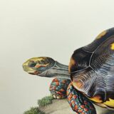 Old board - Sable turtle - Zoological illustration of vintage reptiles from 1970
