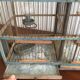 Double bird cage