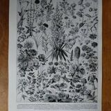 Original lithograph on flowers (1)