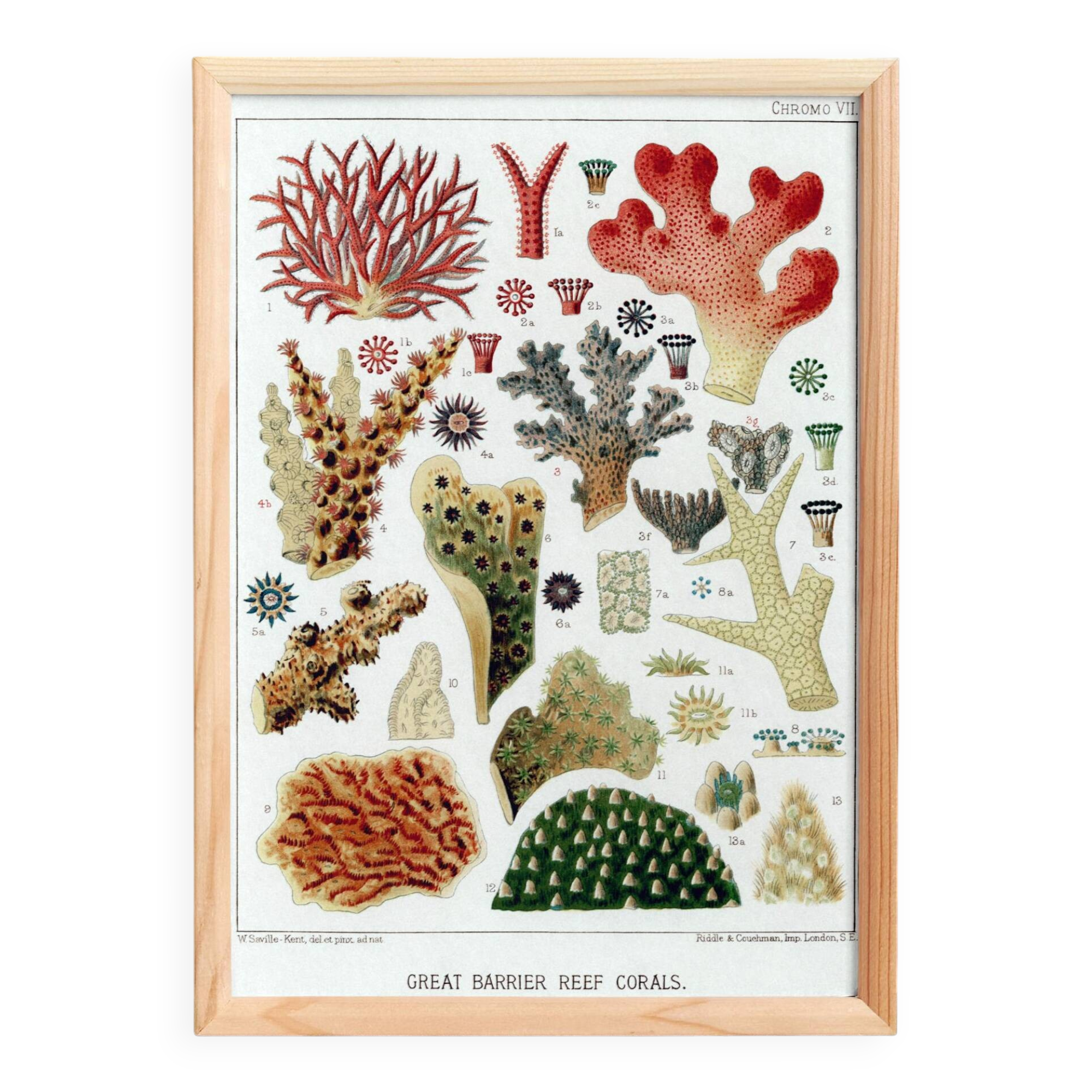 Poster for "The Corals of the Great Barrier Reef", 1893