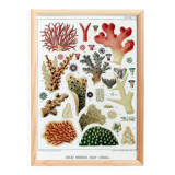 Poster for "The Corals of the Great Barrier Reef", 1893