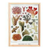 Poster for "The Corals of the Great Barrier Reef", 1893