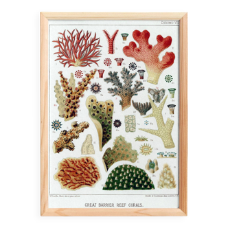 Affiche sur « Les coraux de la Grande Barrière de Corail », 1893