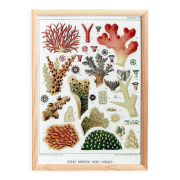 Poster for "The Corals of the Great Barrier Reef", 1893