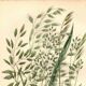 Engraving from 1889 - Wild Prairies by A. Pratt - ancient botany
