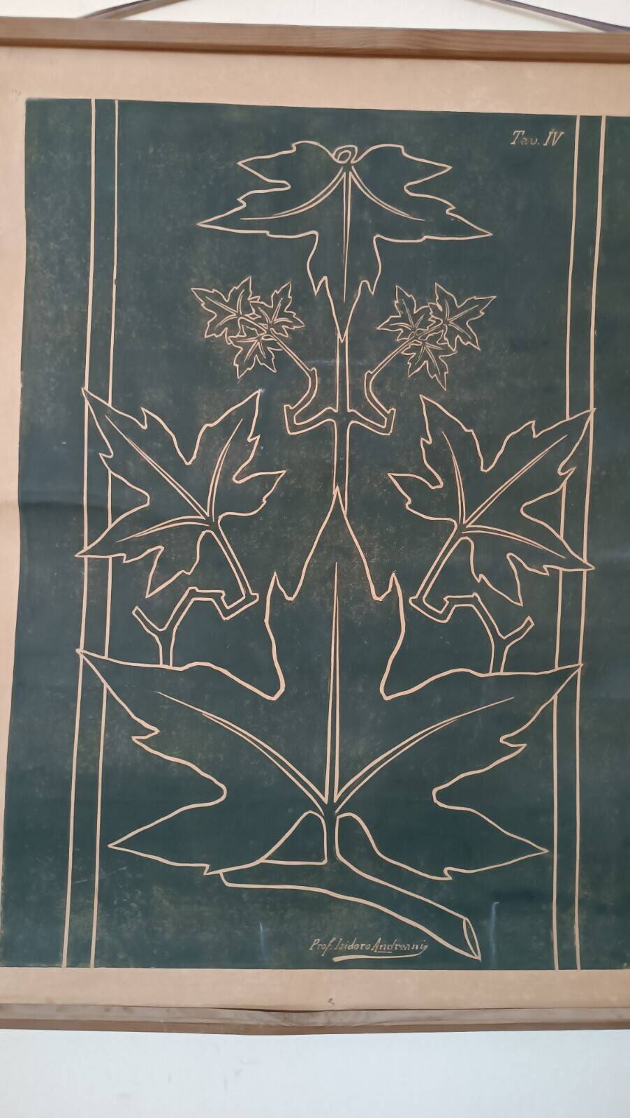 Antique print of a liberty plate by Prof. Andreani Isidoro - botanical plants, early 1900s