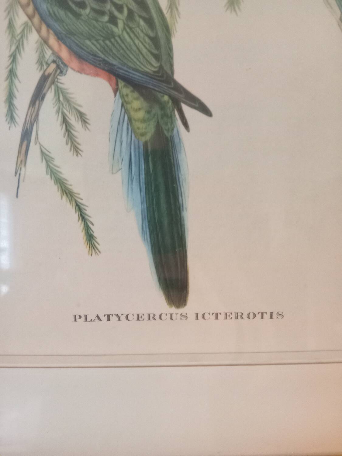 old lithographs - Exotic birds after John Gould