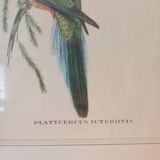 lithographies anciennes - Oiseaux exotiques d’après John Gould