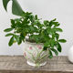 White ceramic pot cache in old flower slip