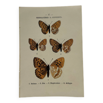 Botanical Plate 1800 Old naturalist engraving 19th century double-sided
