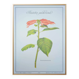 Printed in 1986, the Christmas star. Vintage botanical print.