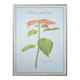 Printed in 1986, the Christmas star. Vintage botanical print.