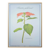 Printed in 1986, the Christmas star. Vintage botanical print.