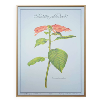 Printed in 1986, the Christmas star. Vintage botanical print.