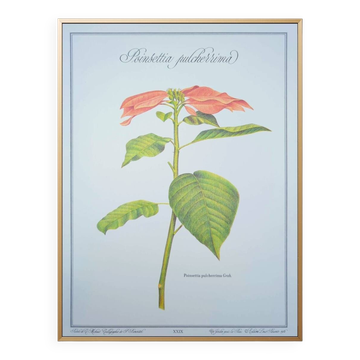 Printed in 1986, the Christmas star. Vintage botanical print.