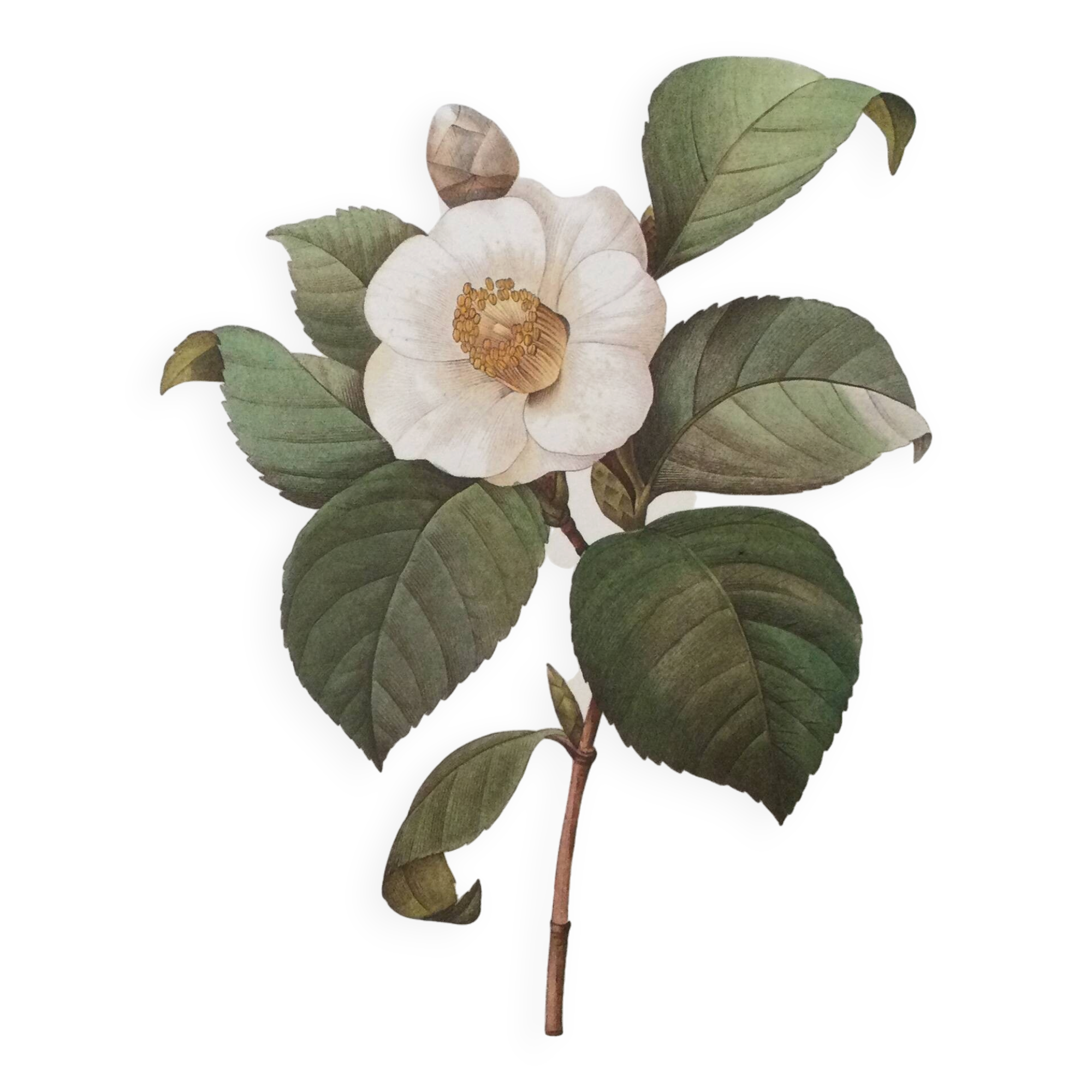 Botanical illustration White Camellia flower - vintage print from the 1960s