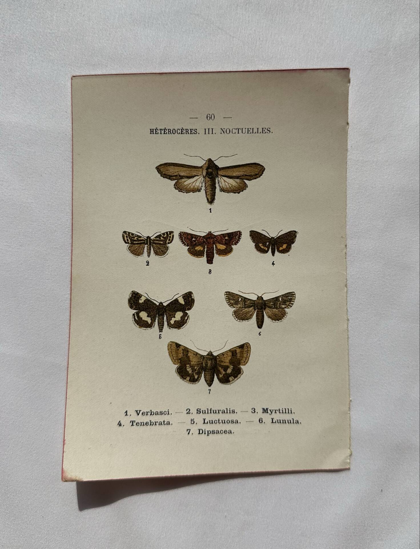 Botanical Plate 1800 Old naturalist engraving 19th century double-sided