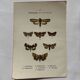 Botanical Plate 1800 Old naturalist engraving 19th century double-sided
