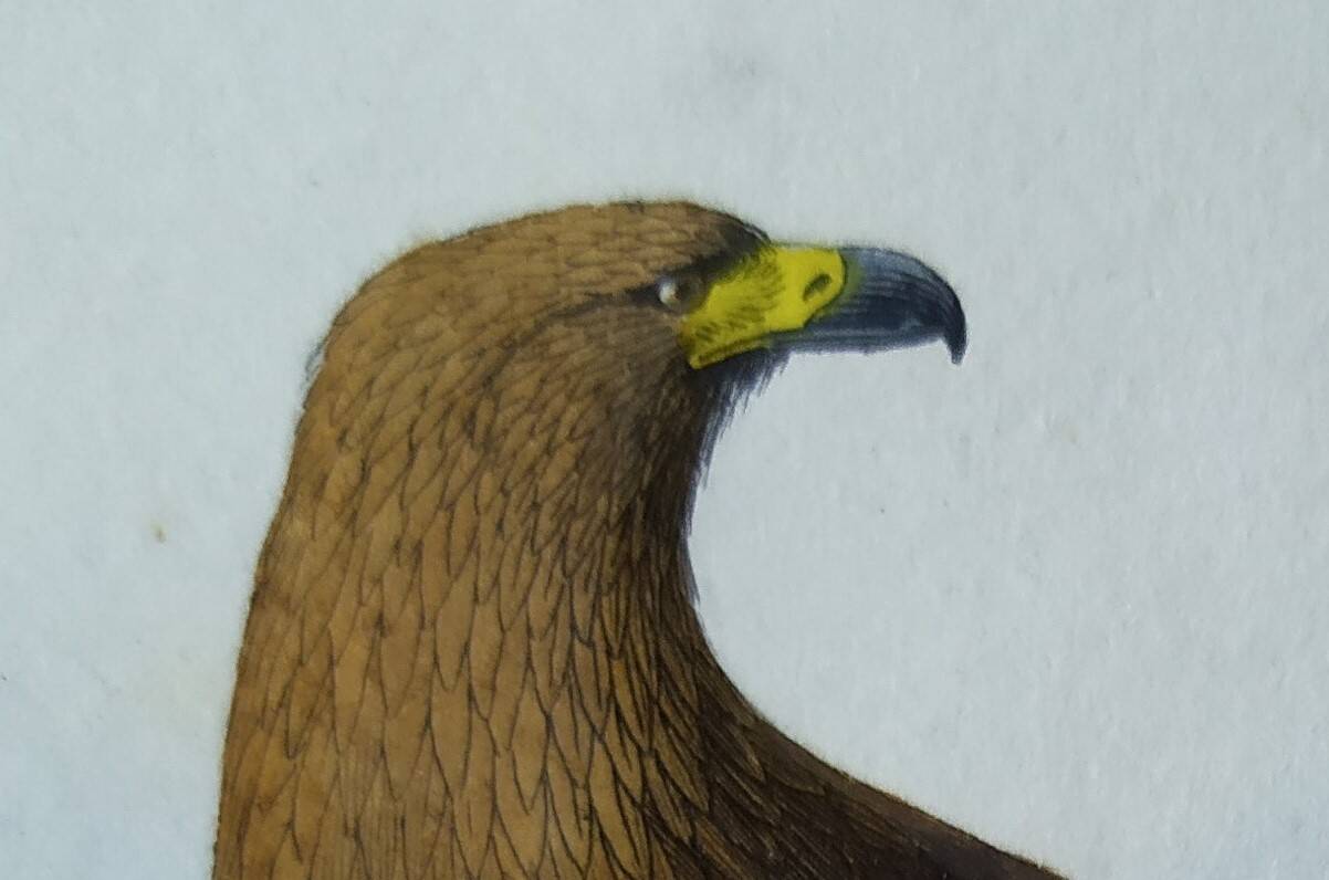Ornithological Plate Buffon 1840 "Large Eagle & Small Eagle"