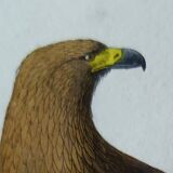 Ornithological Plate Buffon 1840 "Great Eagle & Little Eagle"