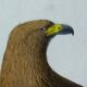 Ornithological Plate Buffon 1840 "Large Eagle & Small Eagle"