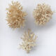 Lot de 3 petits buissons coraux du pacifique