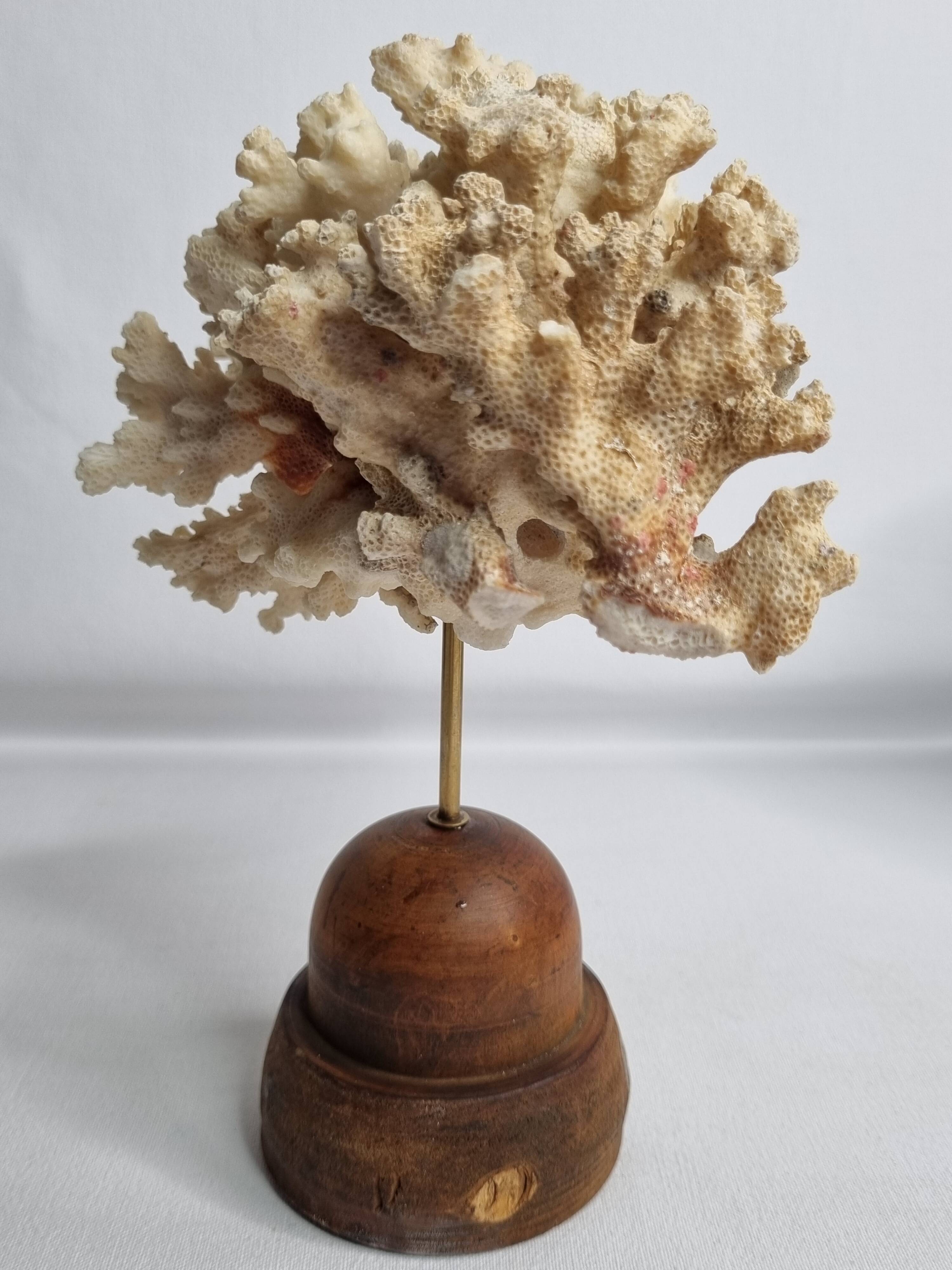 Antique ornamental coral Acropora on solid wood base, 16 cm