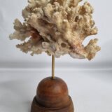 Antique ornamental coral Acropora on solid wood base, 16 cm