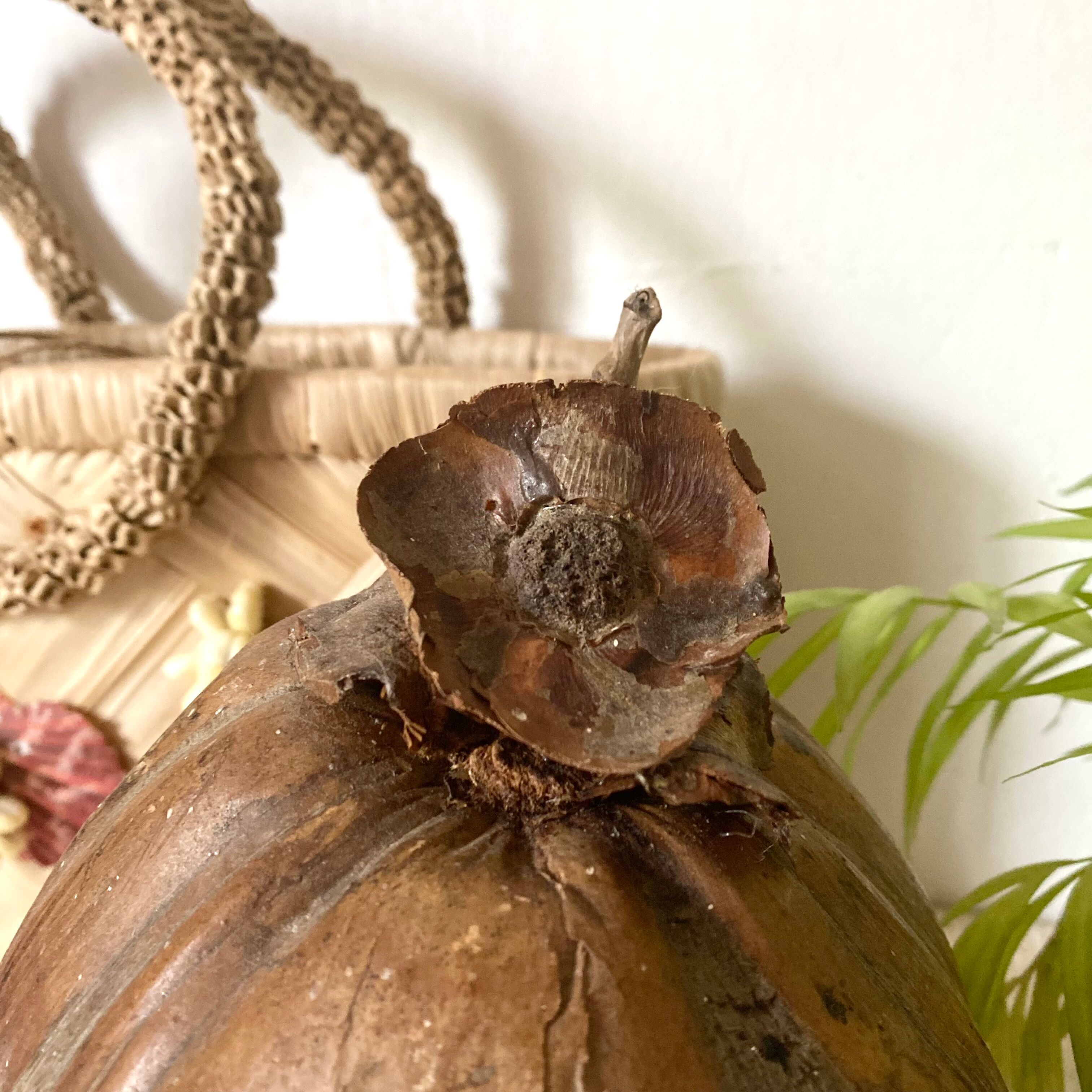 Coconut ice bucket