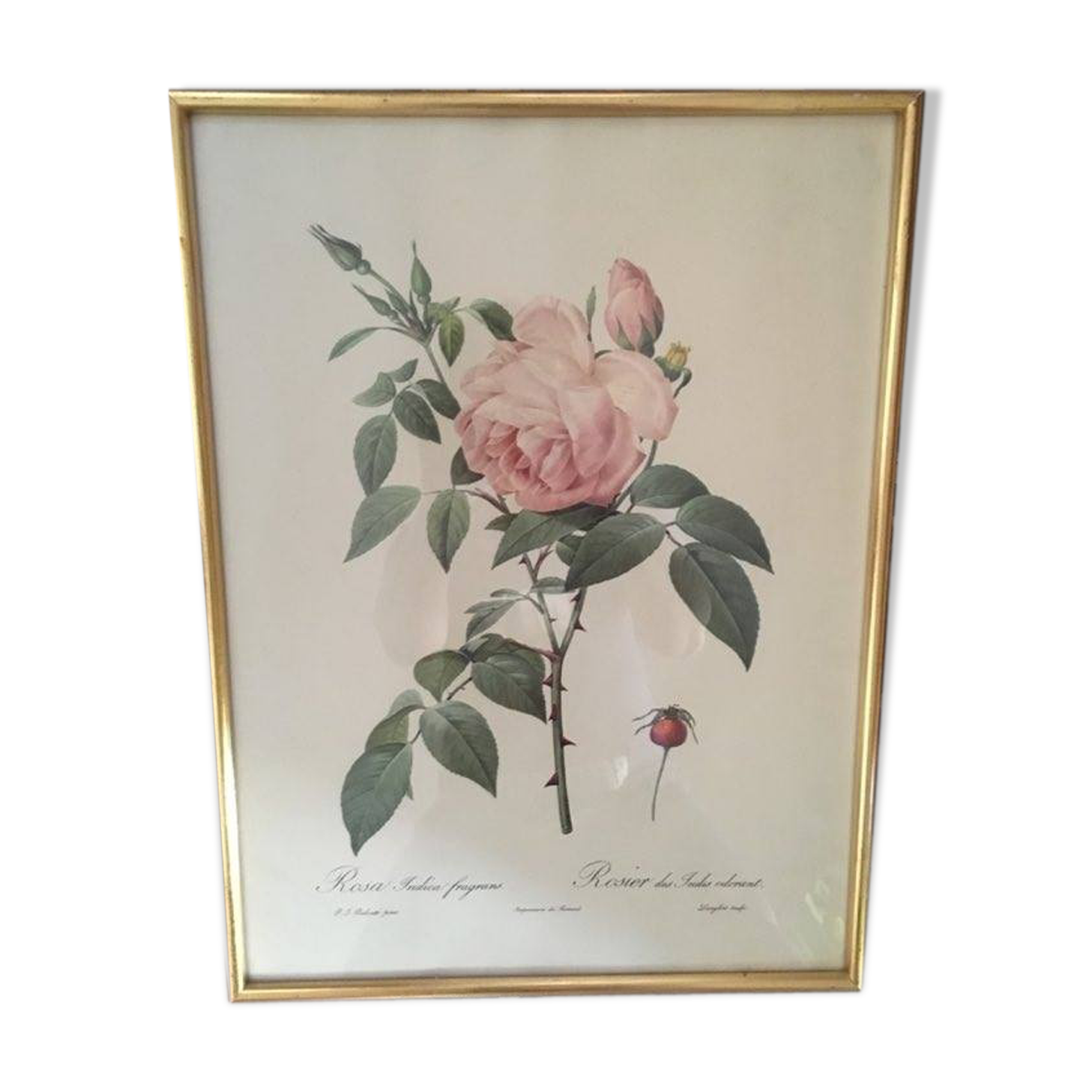 Dreaded botanical plank "Rosa Indica fragans"