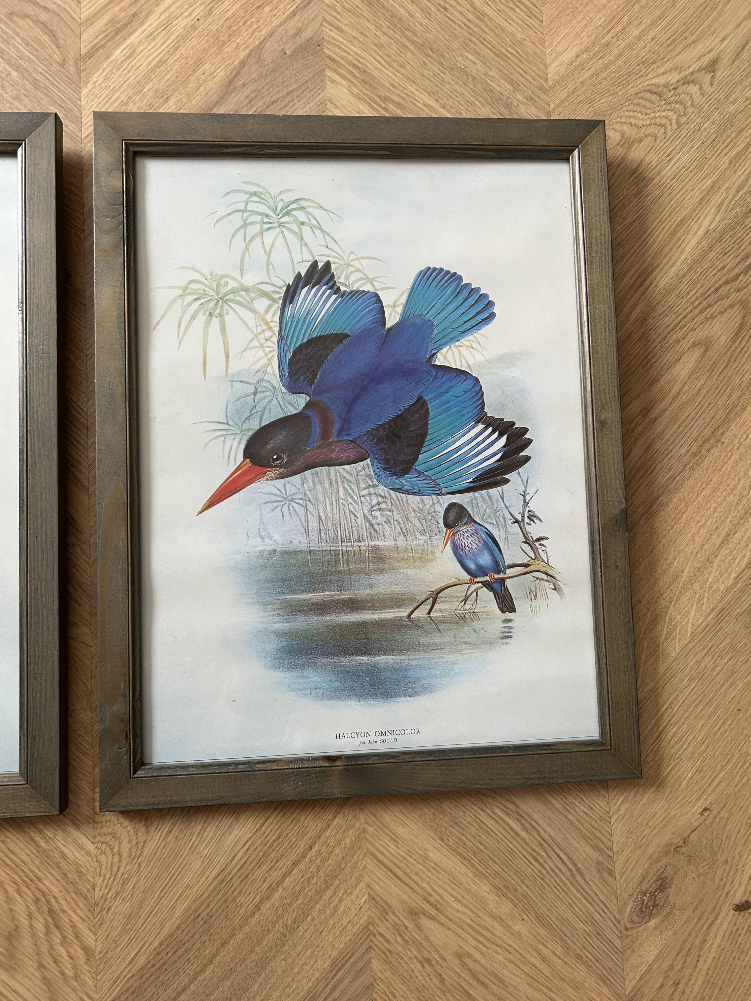 Set of 3 ornithological posters