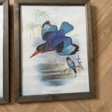 Set of 3 ornithological posters