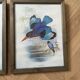 Set of 3 ornithological posters