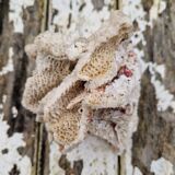 Ancient coral