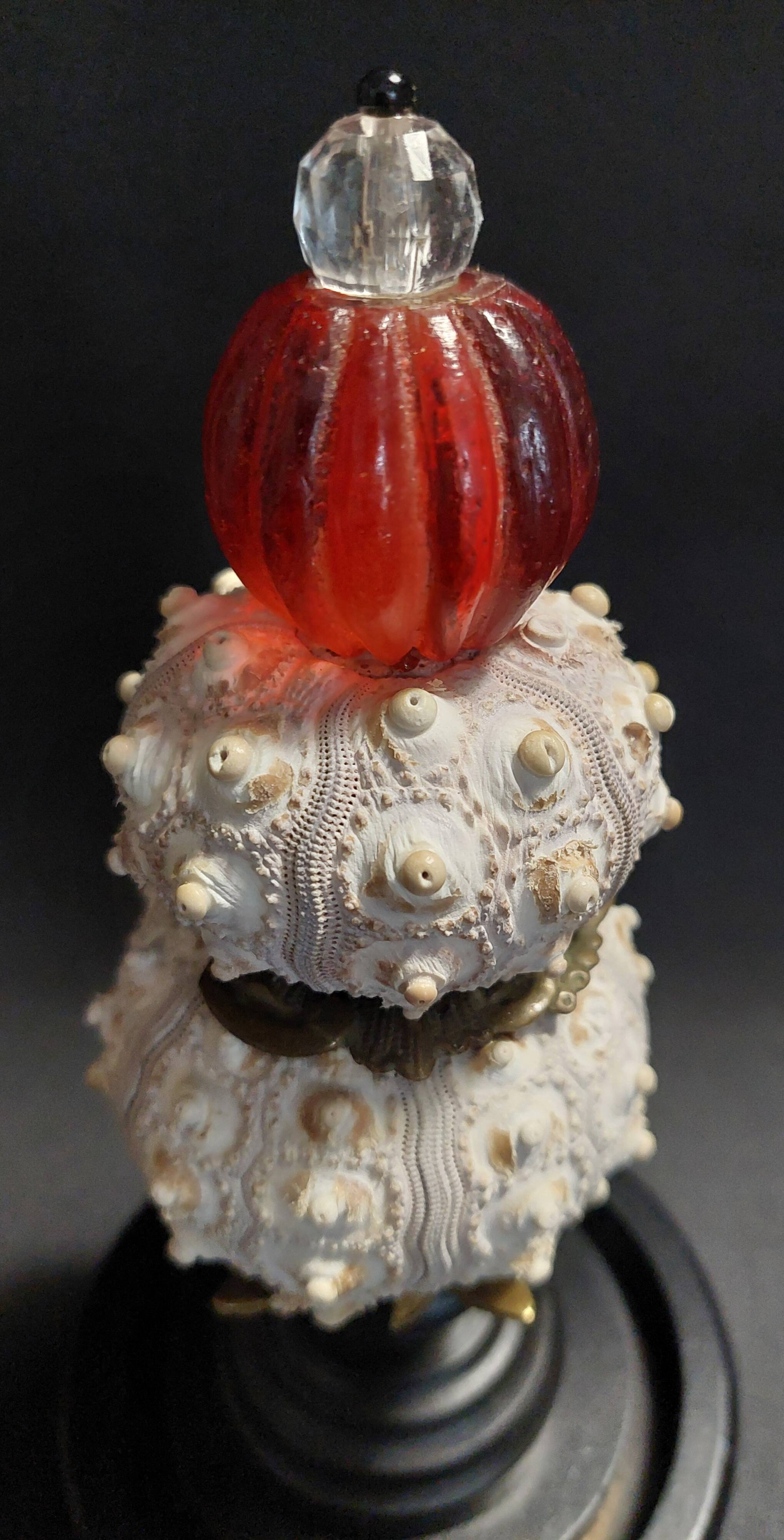 Cabinet of Curiosities globe with sea urchins phyllacanthus imperialis