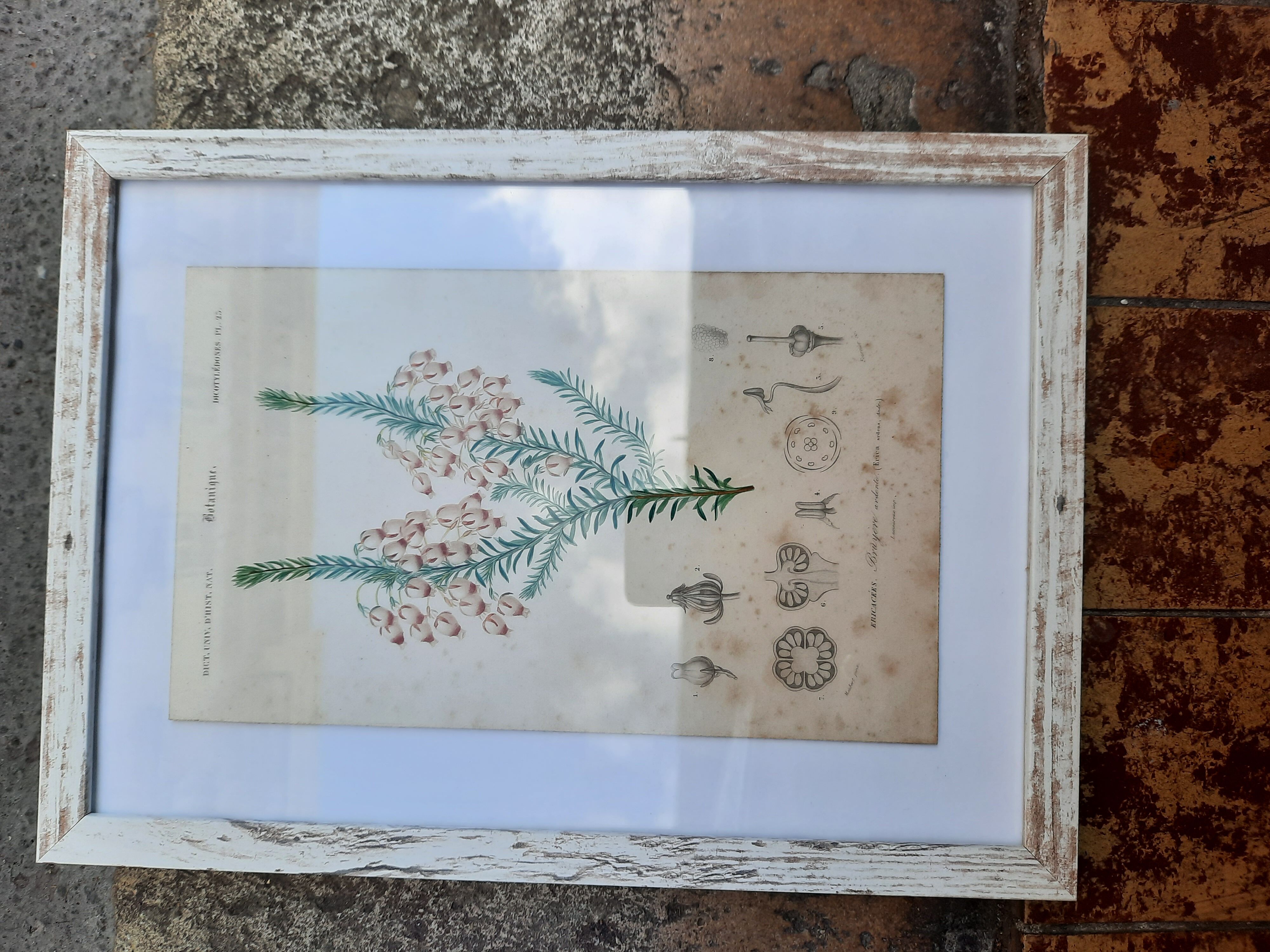 Framed botanical board