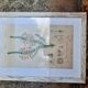 Framed botanical board