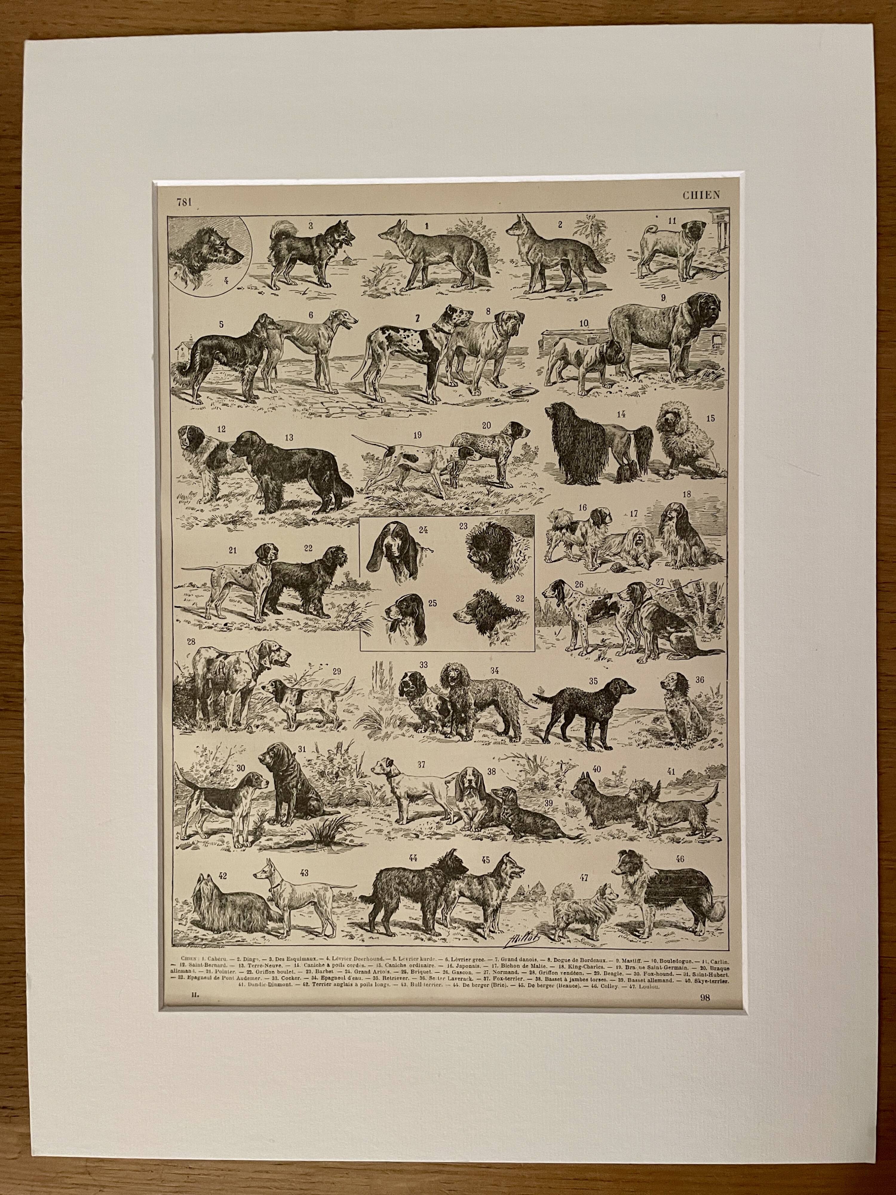 Lithograph on dogs - 1900