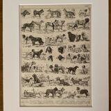 Lithograph on dogs - 1900