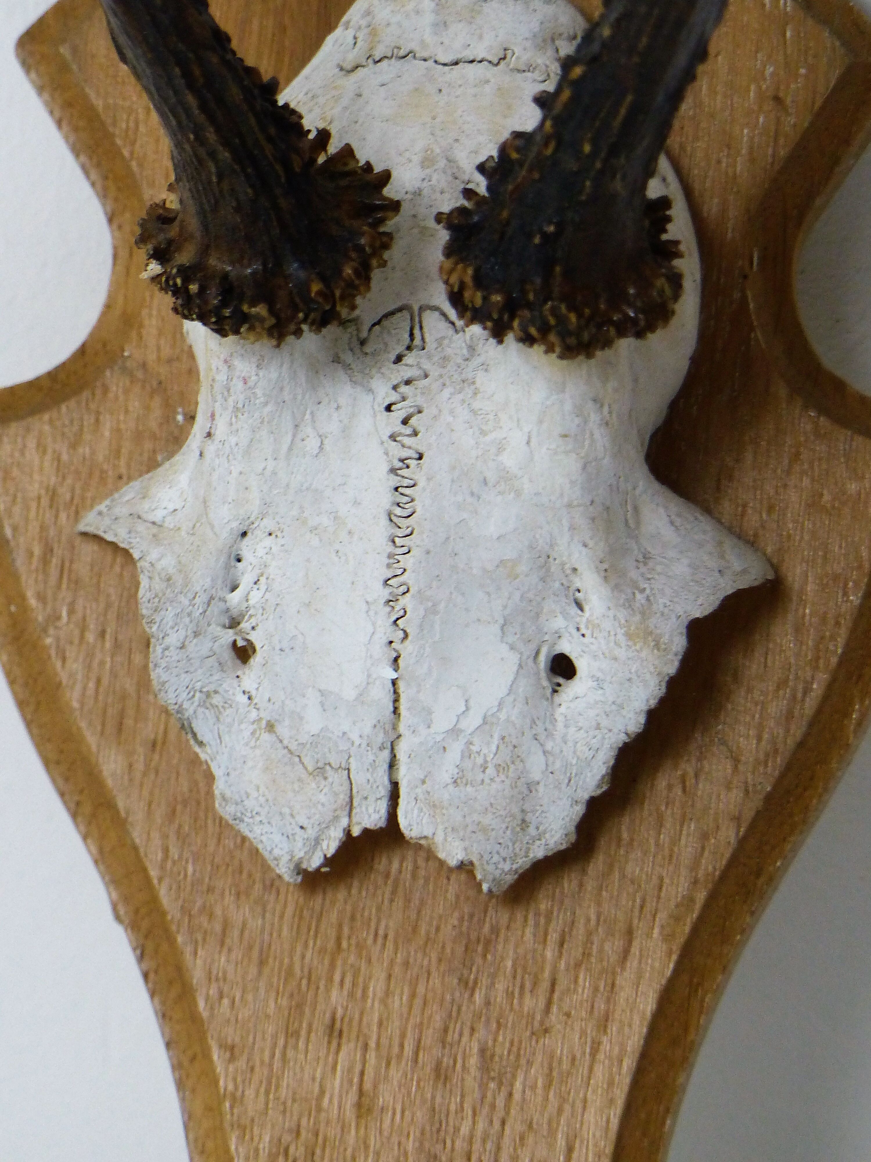 Deer massacre trophy