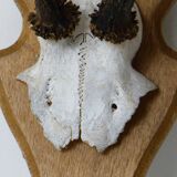 Deer massacre trophy