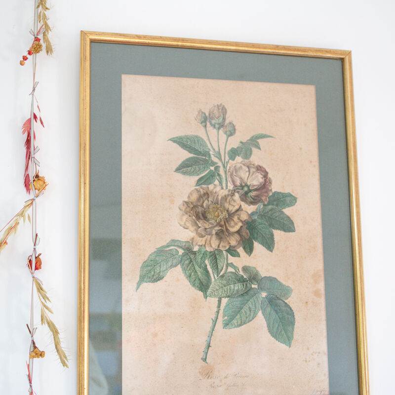 Poster plank botanical engraving rose of provins by Gerard Van spaedonck