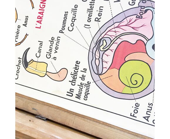 Animal cell coloring worksheet answers