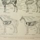 Old lithograph 1922, Anatomy of the horse, riding, stable • Engraving, original illustration