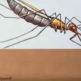 Wall poster of the school from Jung-Koch-Quentell "mosquito" 1972