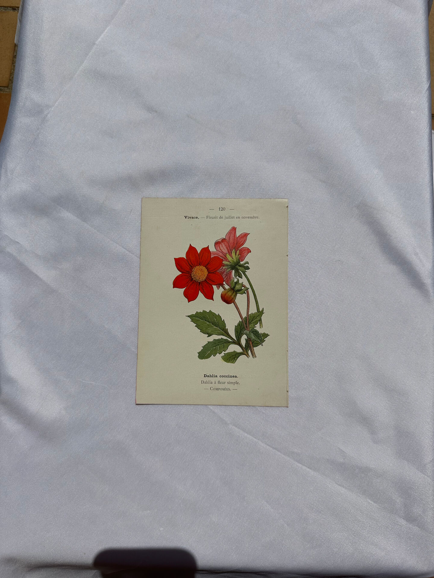 🌿 Botanical Plate Old Naturalist Engraving 19th Century Double-Sided A