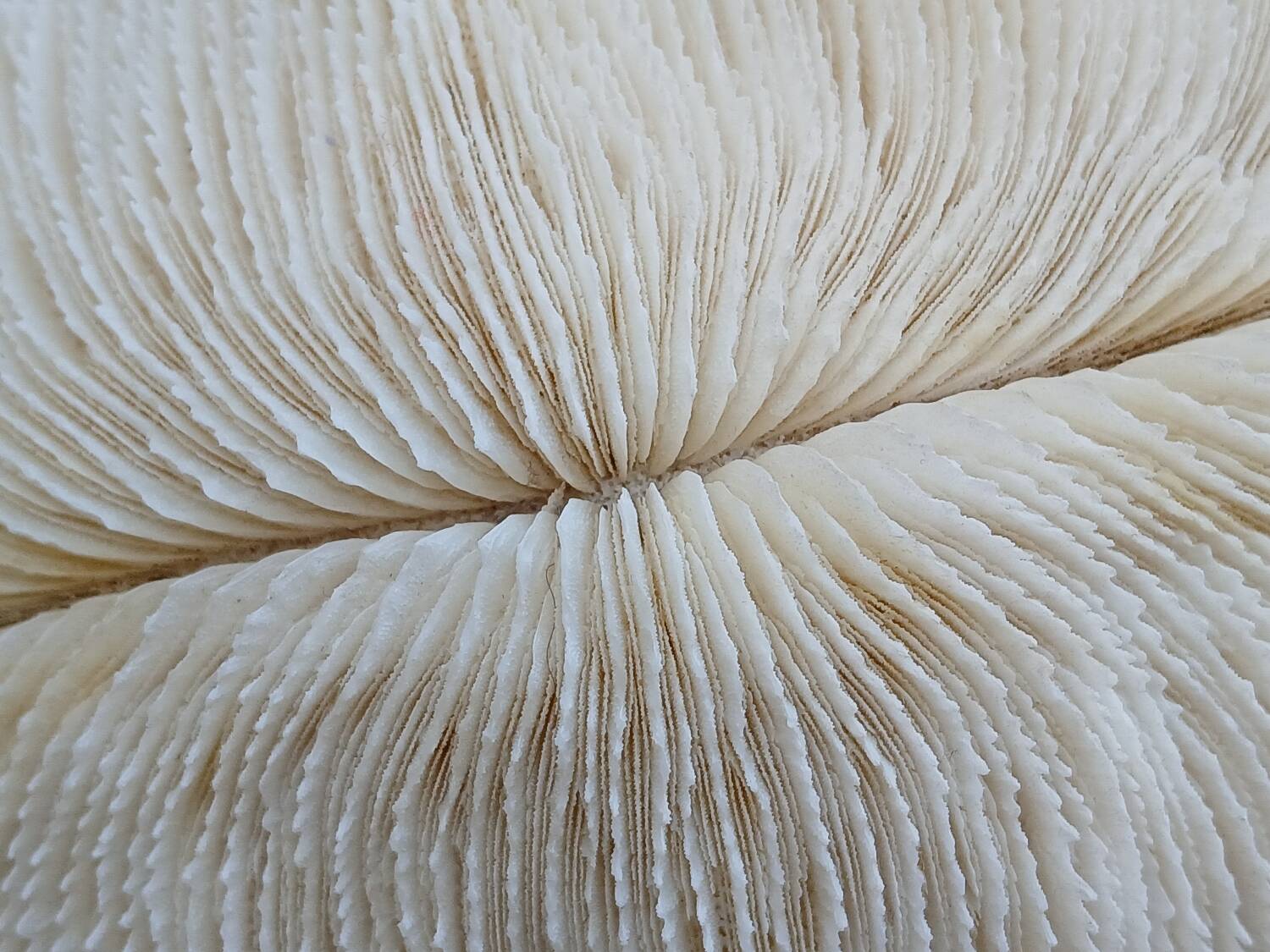 White Coral Fungia 24 cm